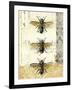 Golden Bees n Butterflies No 1-Katie Pertiet-Framed Art Print