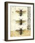 Golden Bees n Butterflies No 1-Katie Pertiet-Framed Art Print