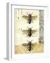 Golden Bees n Butterflies No 1-Katie Pertiet-Framed Art Print