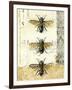 Golden Bees n Butterflies No 1-Katie Pertiet-Framed Art Print