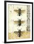 Golden Bees n Butterflies No 1-Katie Pertiet-Framed Art Print