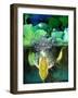 Golden Bell Frog Diving, Native to Australia-David Northcott-Framed Photographic Print