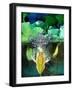 Golden Bell Frog Diving, Native to Australia-David Northcott-Framed Photographic Print