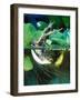 Golden Bell Frog Diving-David Northcott-Framed Photographic Print