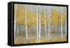 Golden Birch Panel-Jill Schultz McGannon-Framed Stretched Canvas