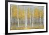 Golden Birch Panel-Jill Schultz McGannon-Framed Art Print