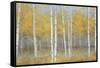 Golden Birch Panel-Jill Schultz McGannon-Framed Stretched Canvas