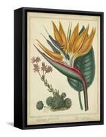 Golden Bird of Paradise-Sydenham Teast Edwards-Framed Stretched Canvas