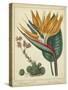 Golden Bird of Paradise-Sydenham Teast Edwards-Stretched Canvas