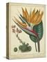 Golden Bird of Paradise-Sydenham Teast Edwards-Stretched Canvas