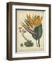 Golden Bird of Paradise-Sydenham Teast Edwards-Framed Art Print