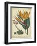 Golden Bird of Paradise-Sydenham Teast Edwards-Framed Art Print