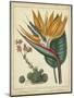Golden Bird of Paradise-Sydenham Teast Edwards-Mounted Art Print
