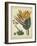 Golden Bird of Paradise-Sydenham Teast Edwards-Framed Art Print