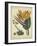 Golden Bird of Paradise-Sydenham Teast Edwards-Framed Art Print