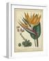 Golden Bird of Paradise-Sydenham Teast Edwards-Framed Art Print