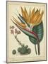 Golden Bird of Paradise-Sydenham Teast Edwards-Mounted Art Print
