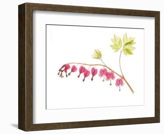 Golden Bleeding Heart-Judy Stalus-Framed Premium Giclee Print