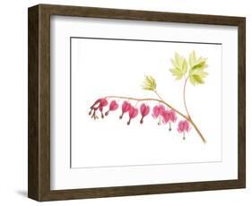 Golden Bleeding Heart-Judy Stalus-Framed Premium Giclee Print