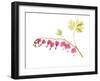 Golden Bleeding Heart-Judy Stalus-Framed Art Print