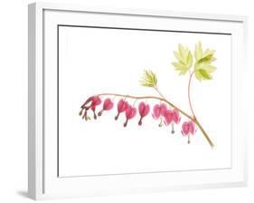 Golden Bleeding Heart-Judy Stalus-Framed Art Print