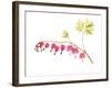 Golden Bleeding Heart-Judy Stalus-Framed Art Print