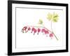 Golden Bleeding Heart-Judy Stalus-Framed Art Print