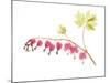 Golden Bleeding Heart-Judy Stalus-Mounted Art Print