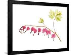 Golden Bleeding Heart-Judy Stalus-Framed Art Print