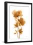 Golden Blooms I-Yvette St. Amant-Framed Art Print