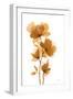 Golden Blooms I-Yvette St. Amant-Framed Art Print