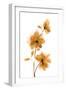 Golden Blooms II-Yvette St. Amant-Framed Art Print