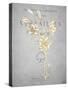 Golden Botanicals 1-Kimberly Allen-Stretched Canvas