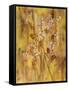 Golden Butterfly Field I-li bo-Framed Stretched Canvas