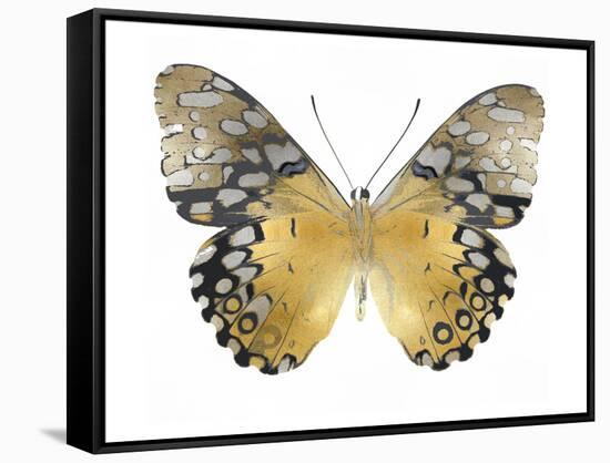 Golden Butterfly I-Julia Bosco-Framed Stretched Canvas