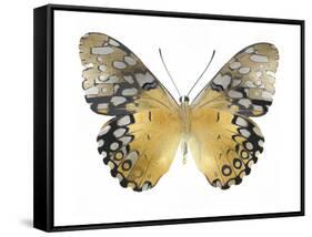 Golden Butterfly I-Julia Bosco-Framed Stretched Canvas