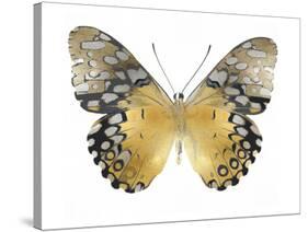 Golden Butterfly I-Julia Bosco-Stretched Canvas