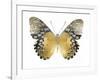 Golden Butterfly I-Julia Bosco-Framed Art Print