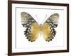 Golden Butterfly I-Julia Bosco-Framed Art Print