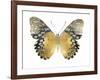 Golden Butterfly I-Julia Bosco-Framed Art Print