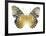 Golden Butterfly I-Julia Bosco-Framed Art Print