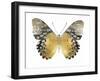 Golden Butterfly I-Julia Bosco-Framed Art Print