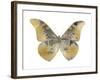 Golden Butterfly II-Julia Bosco-Framed Art Print