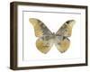 Golden Butterfly II-Julia Bosco-Framed Art Print