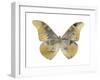 Golden Butterfly II-Julia Bosco-Framed Art Print