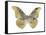 Golden Butterfly II-Julia Bosco-Framed Stretched Canvas