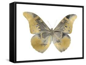 Golden Butterfly II-Julia Bosco-Framed Stretched Canvas