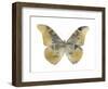 Golden Butterfly II-Julia Bosco-Framed Art Print