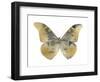 Golden Butterfly II-Julia Bosco-Framed Art Print