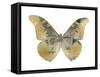 Golden Butterfly II-Julia Bosco-Framed Stretched Canvas